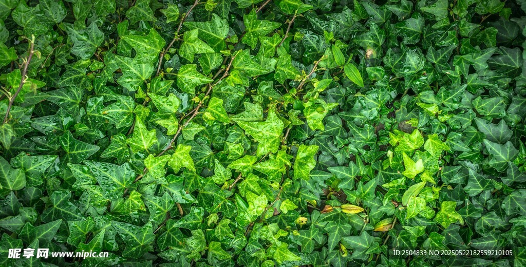 翠绿繁茂的植物背景墙