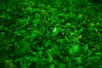 翠绿繁茂的鲜嫩植物