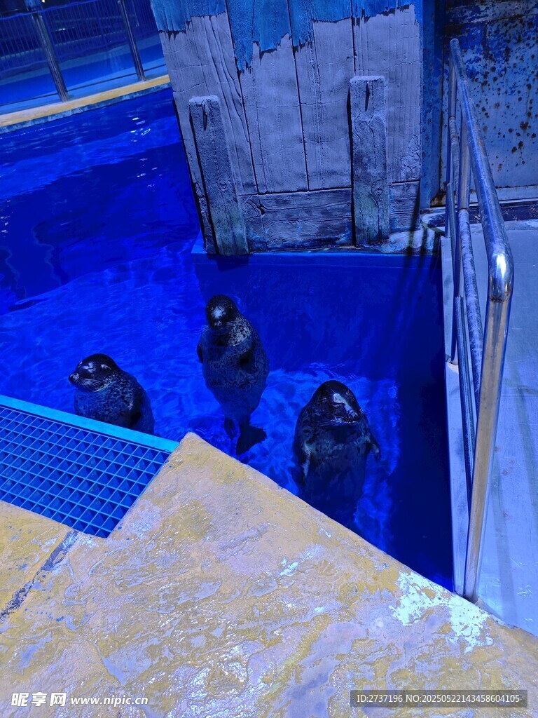 海豹