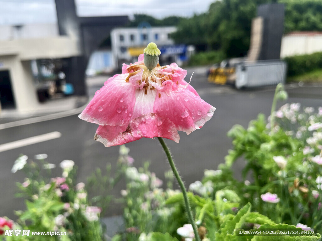 路边娇艳绽放的粉色花朵