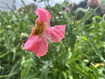 娇艳粉色花朵绽放于绿野