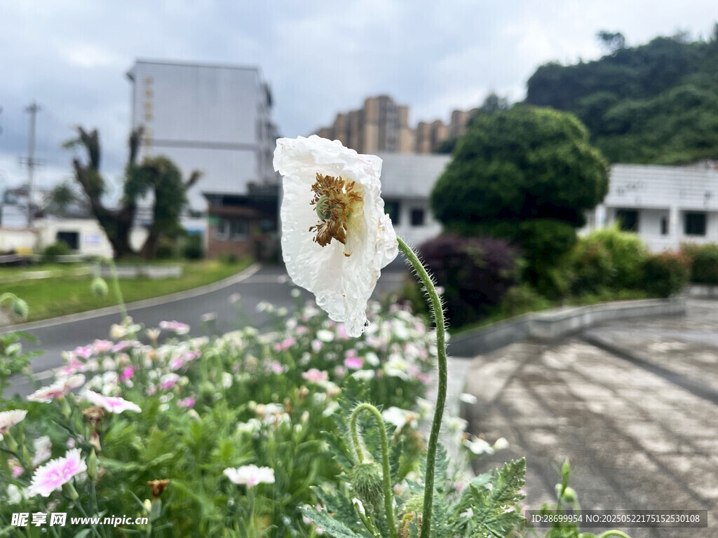 路边绽放的美丽白色花朵