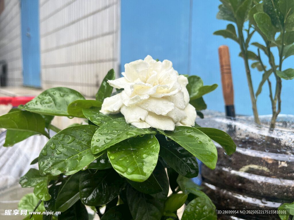 洁白栀子花绽放绿叶间