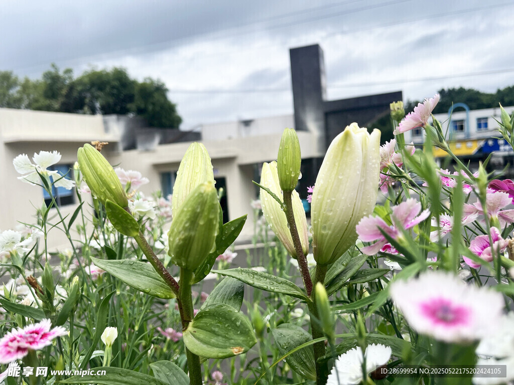含苞待放的百合与多彩花卉