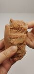 牛筋肠掰开特写