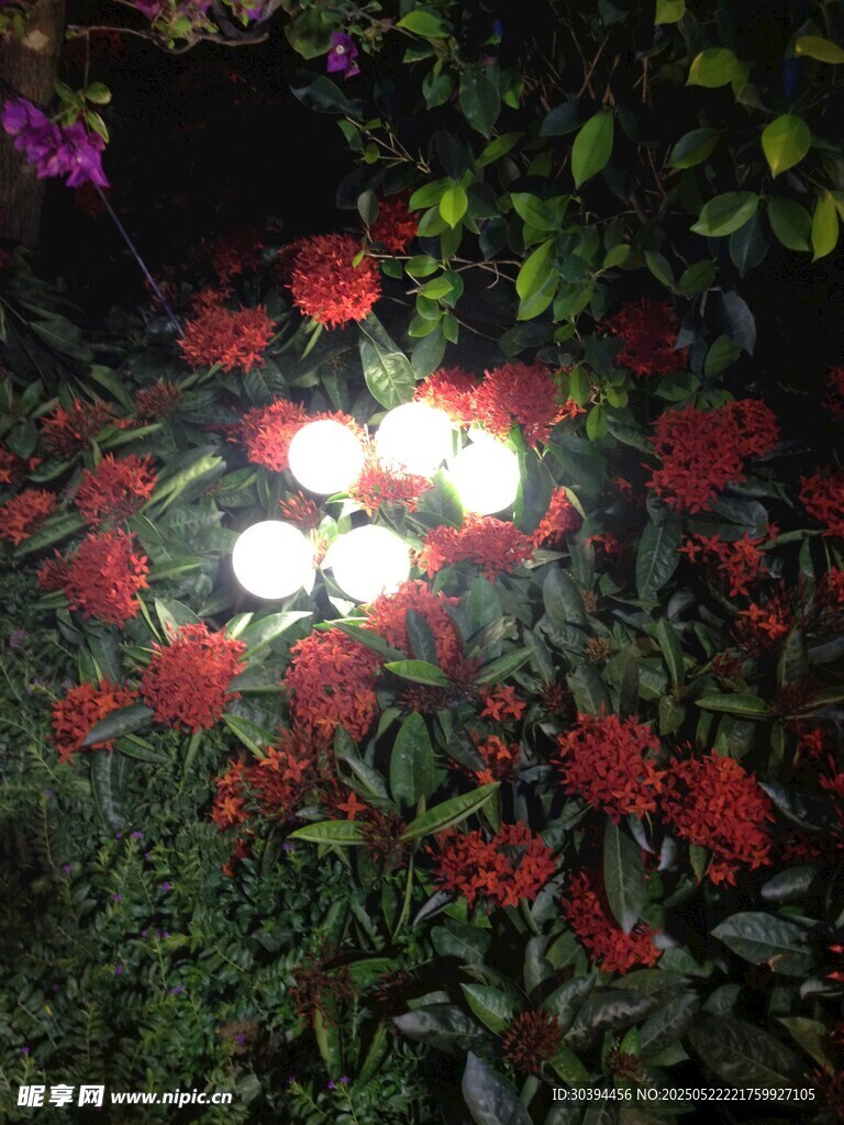 夜下绽放的火红花朵
