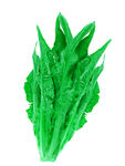 油麦菜