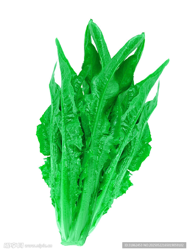 油麦菜