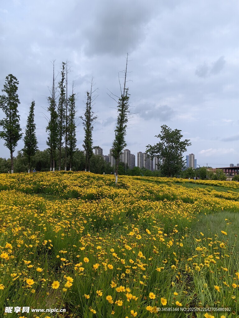 金黄花海与挺拔树木景观