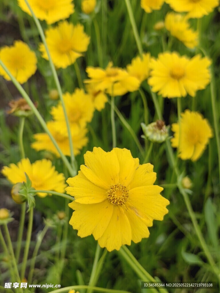金黄灿烂的美丽金鸡菊