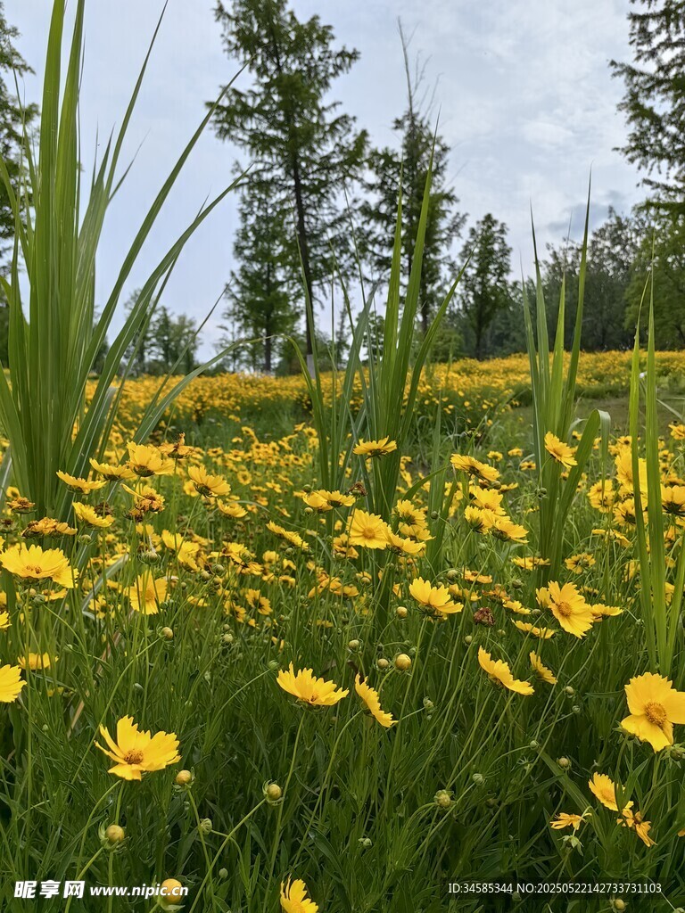 金黄花海中的自然美景