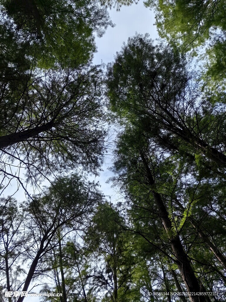 仰视茂密树林树冠