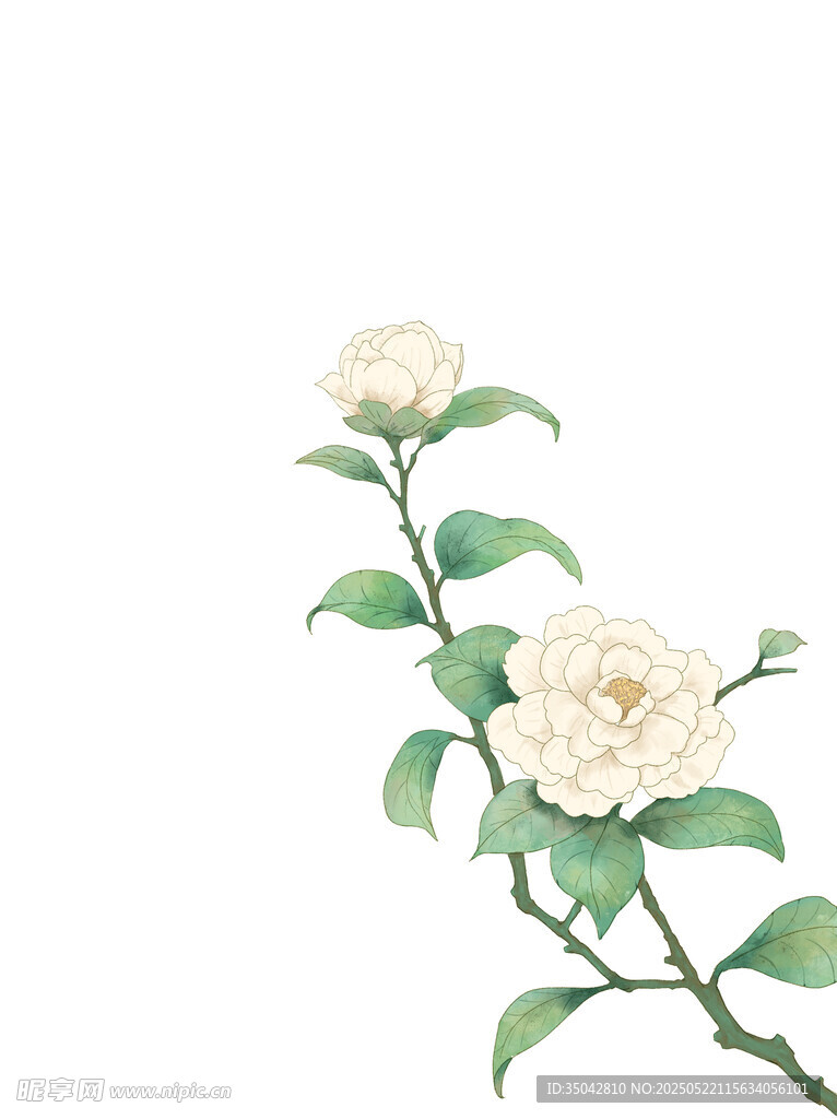 白蔷薇花枝插画