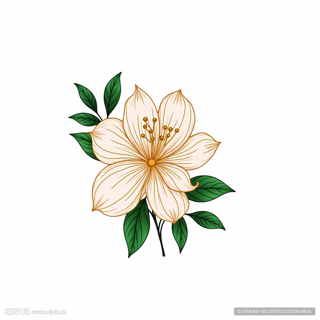 手绘白色花朵配绿叶