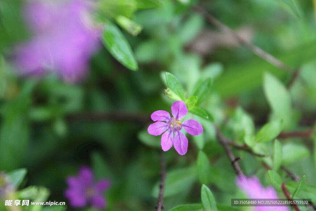 萼距花 