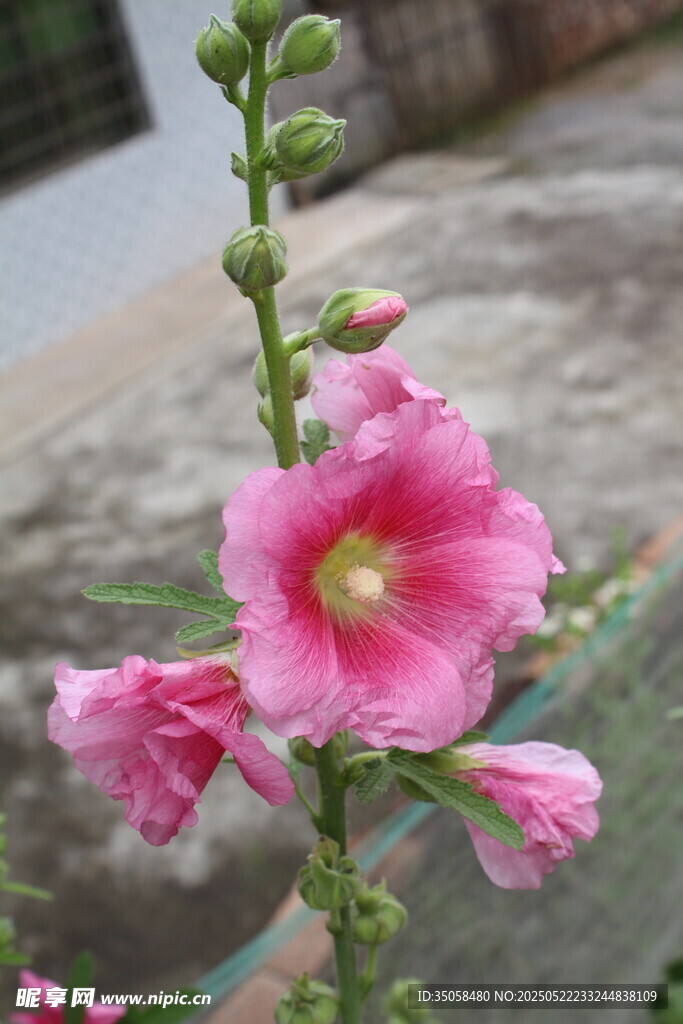 芙蓉葵 