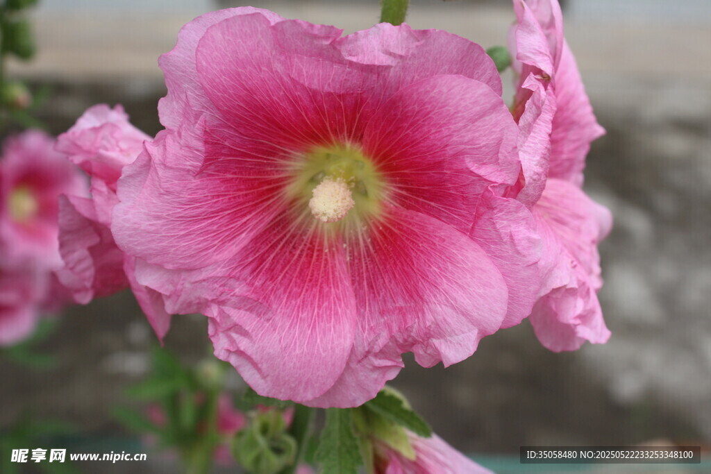芙蓉葵  