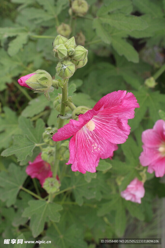 芙蓉葵  