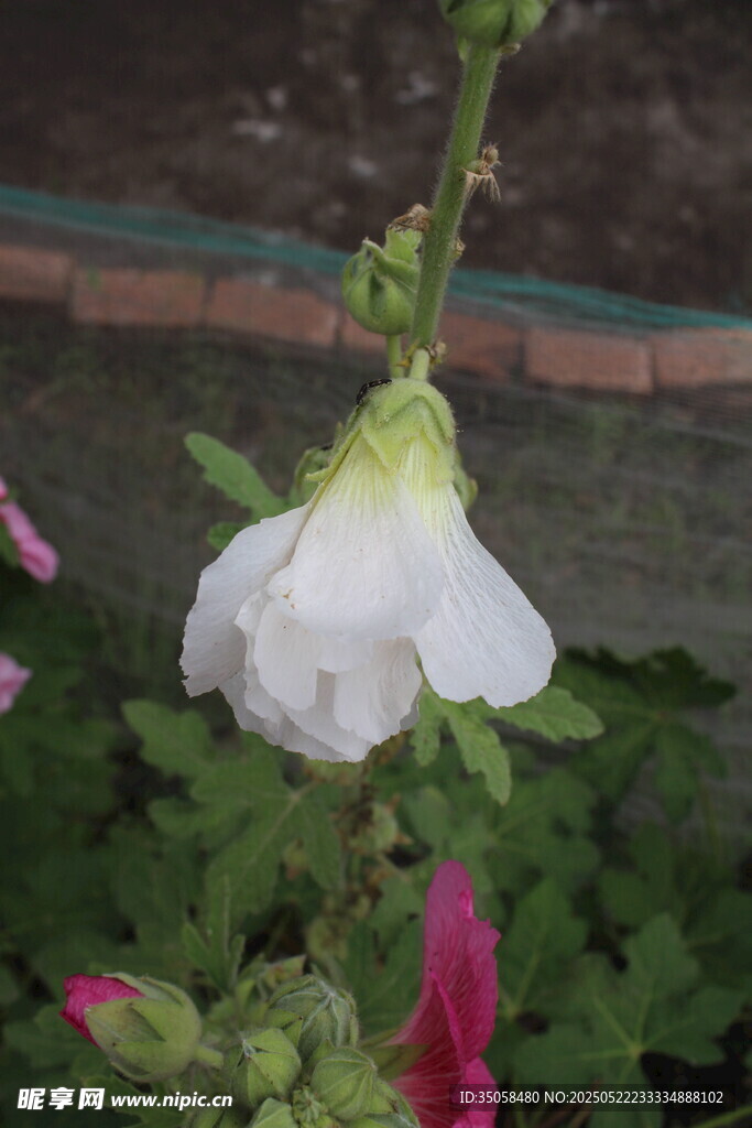 芙蓉葵  