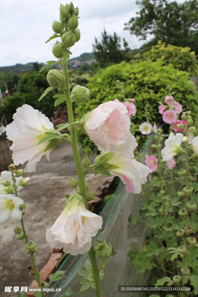 芙蓉葵  