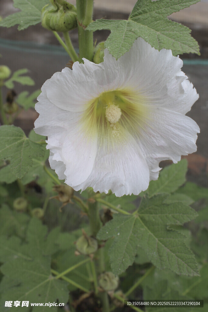 芙蓉葵 