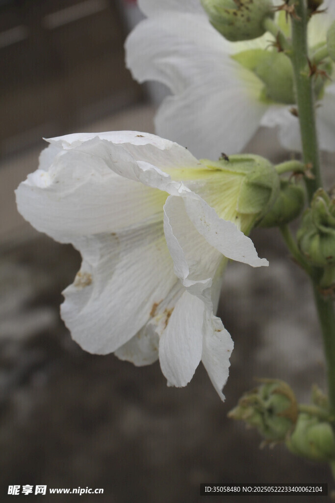 芙蓉葵 
