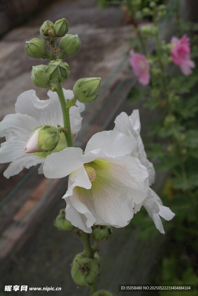 芙蓉葵  