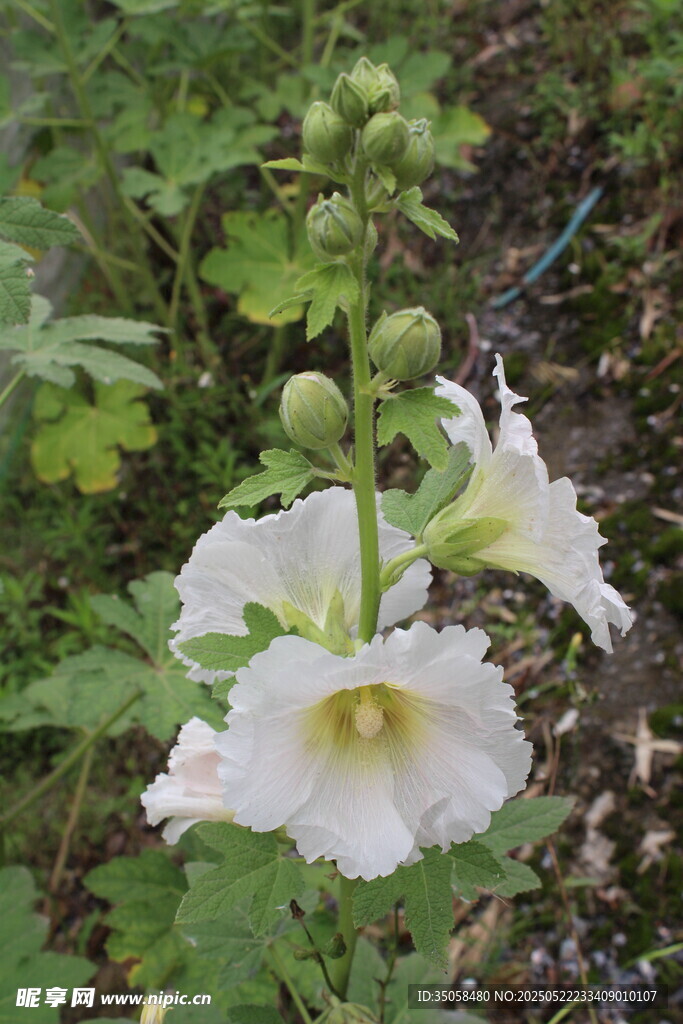 芙蓉葵  