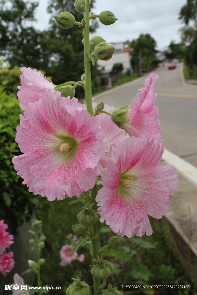 芙蓉葵 