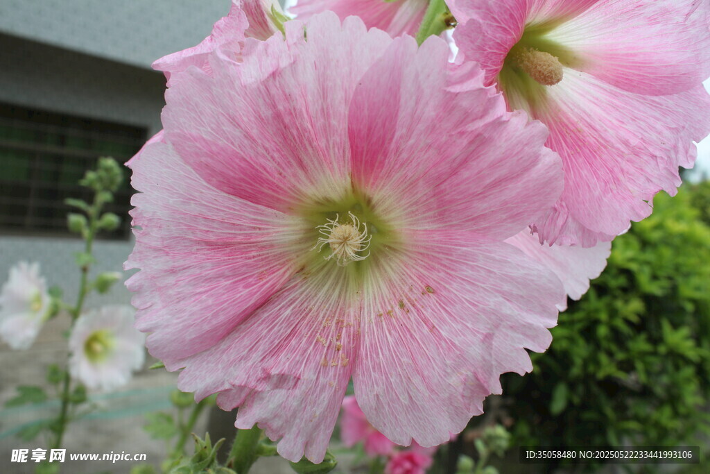 芙蓉葵 