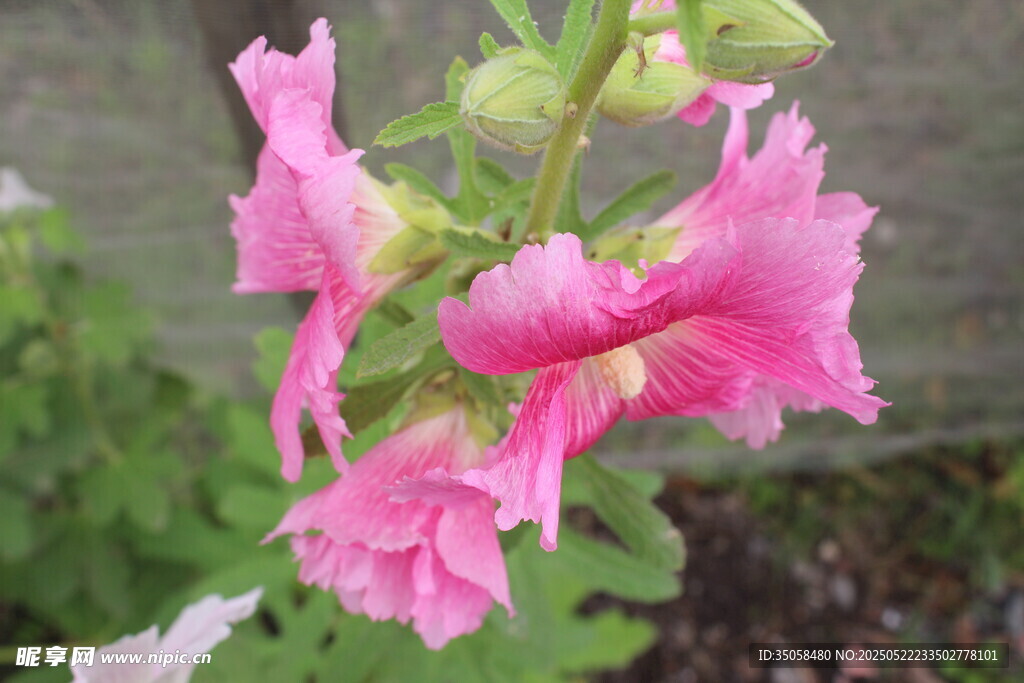 芙蓉葵  