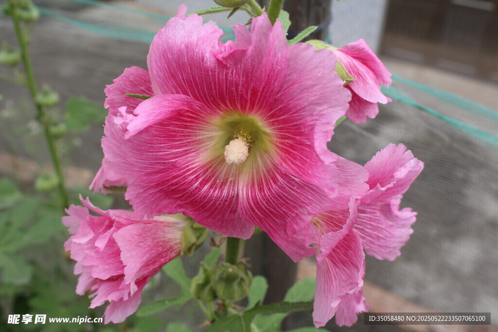 芙蓉葵 