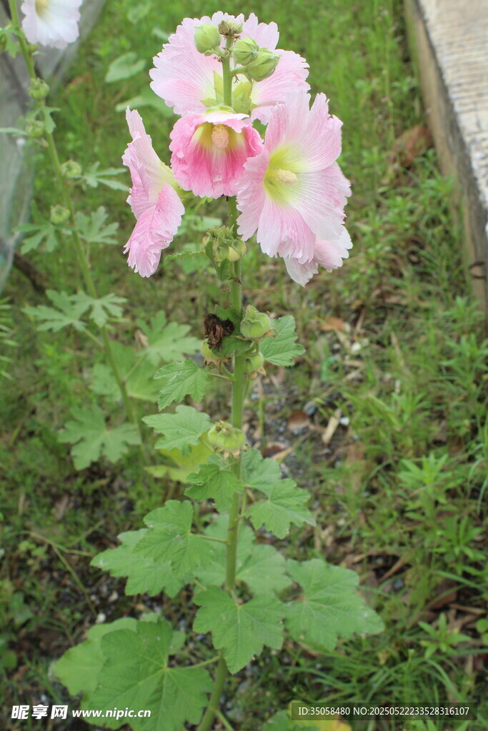 芙蓉葵 