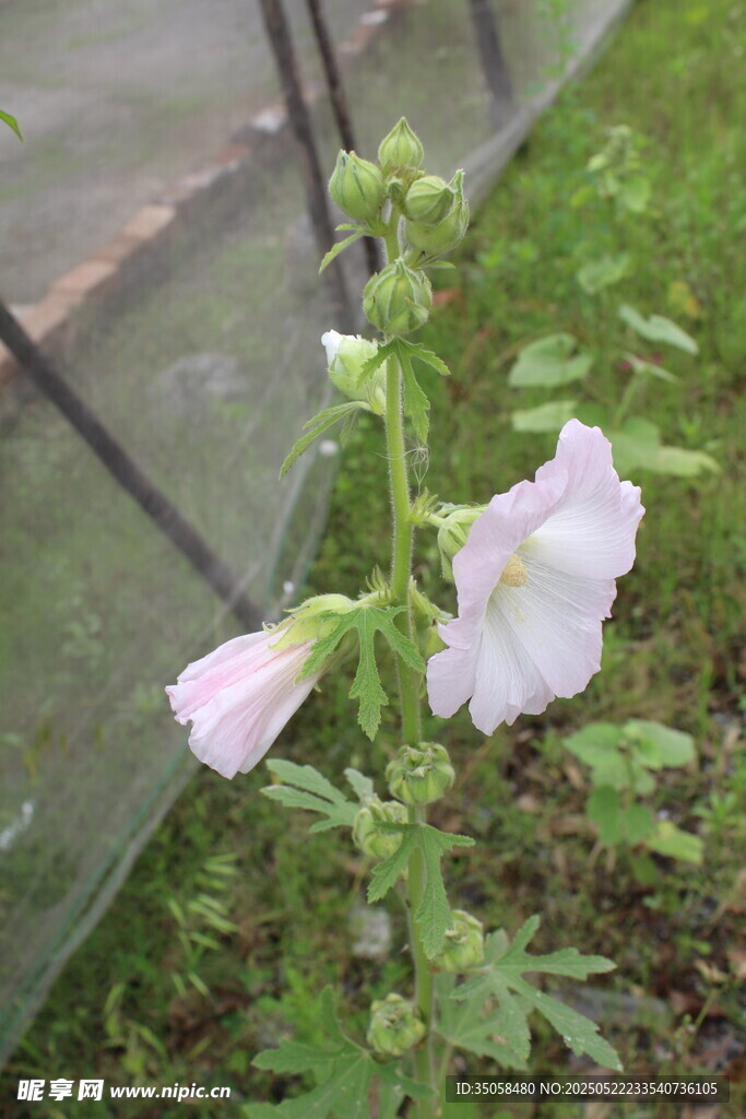 芙蓉葵 