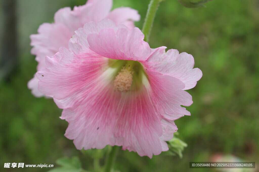 芙蓉葵 