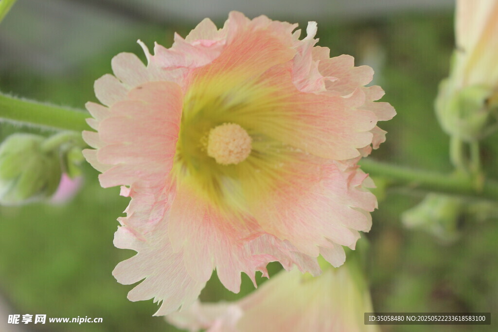 芙蓉葵 