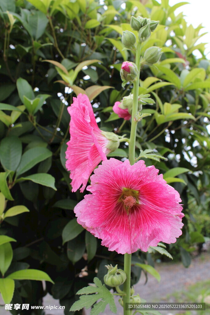 芙蓉葵  