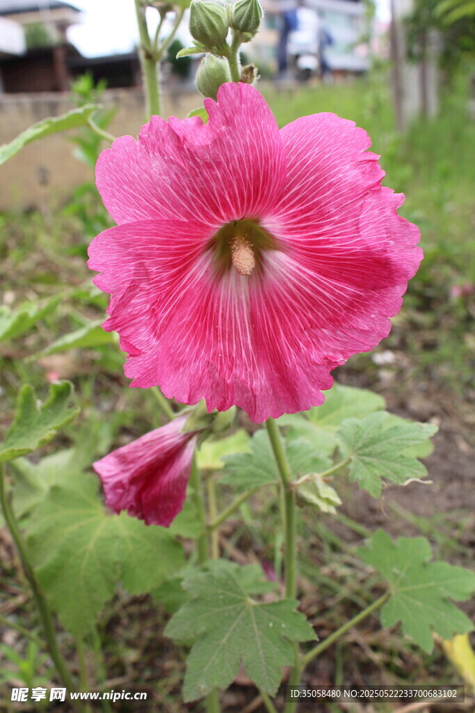 芙蓉葵  