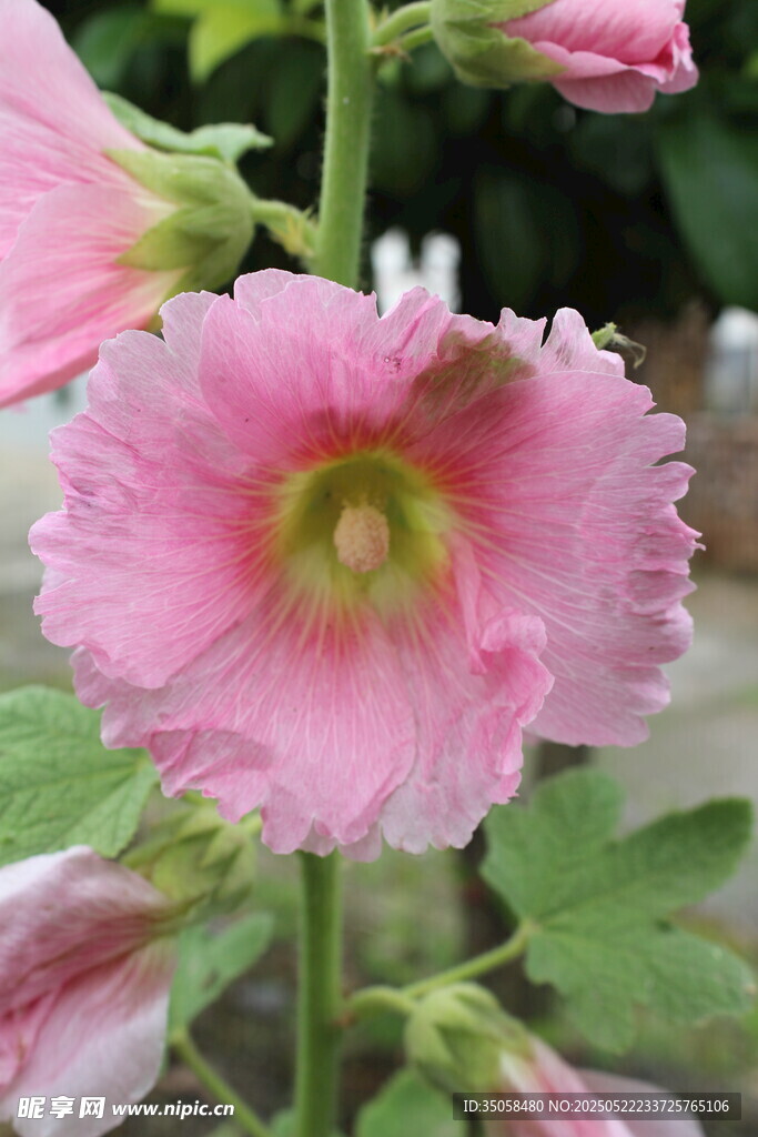 芙蓉葵 