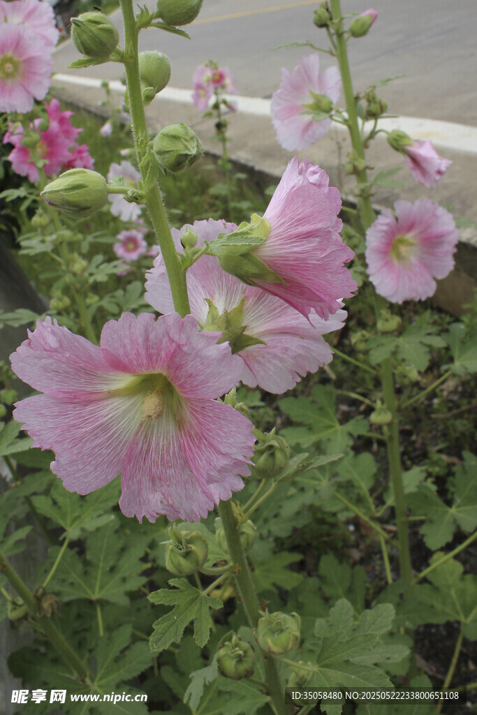 芙蓉葵  