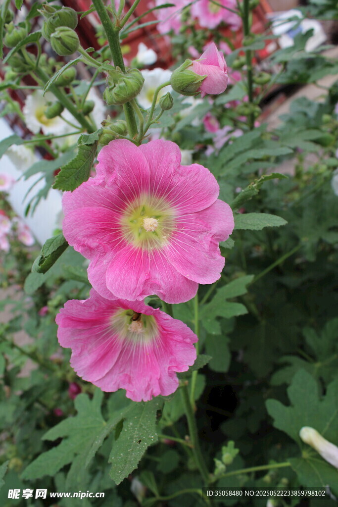 芙蓉葵 