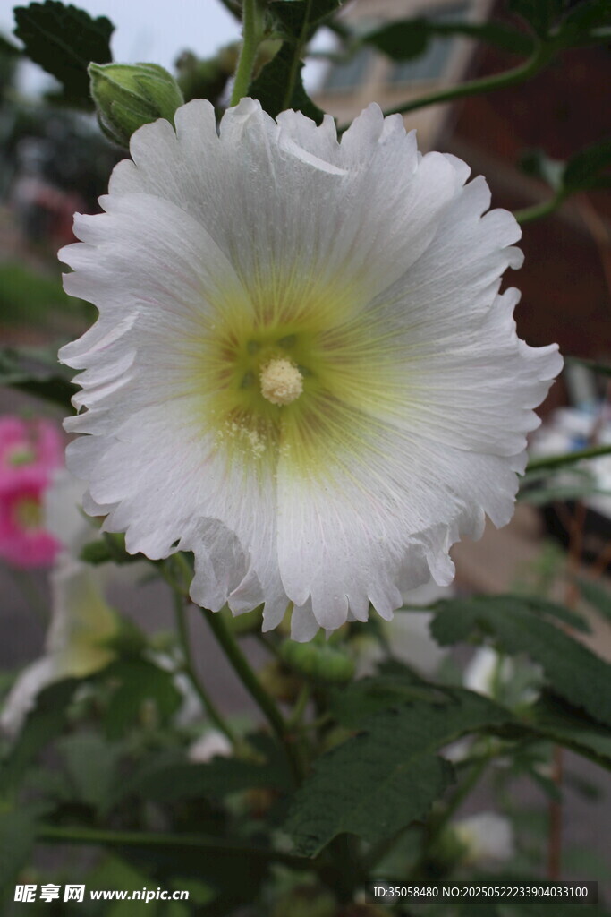 芙蓉葵 