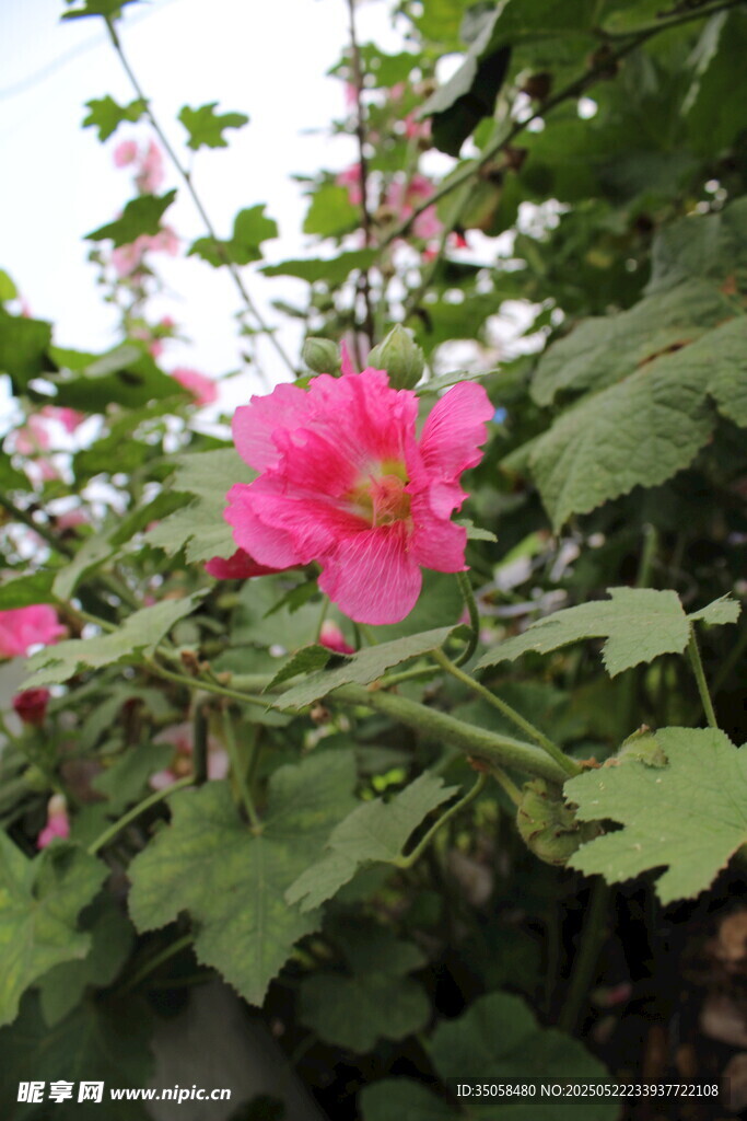 芙蓉葵 