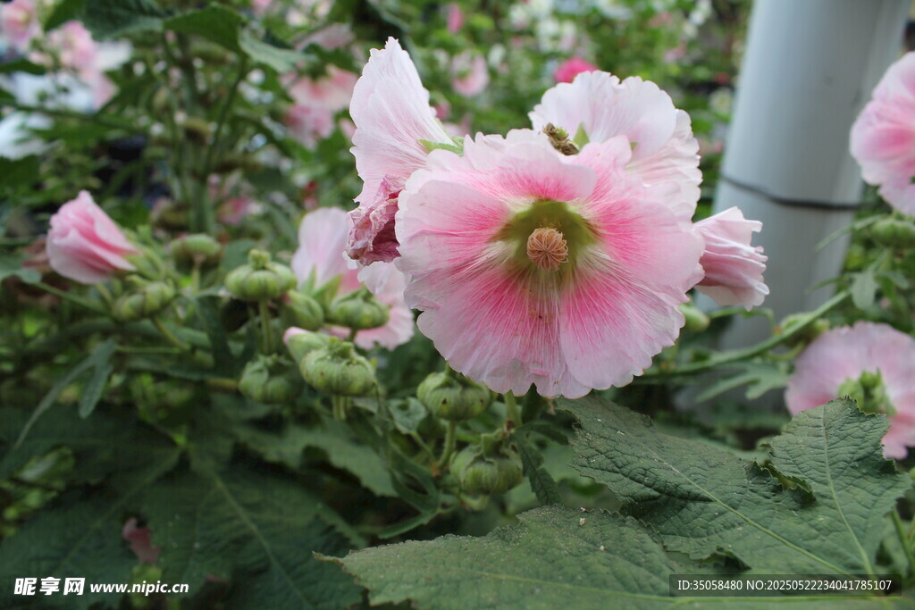 芙蓉葵 