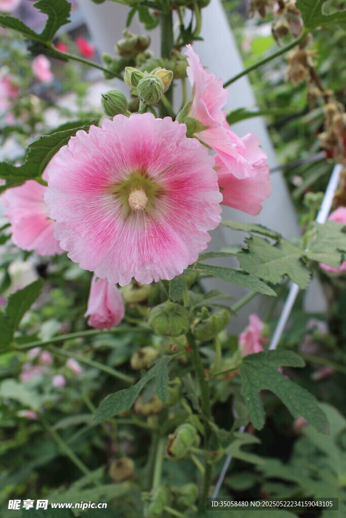 芙蓉葵 