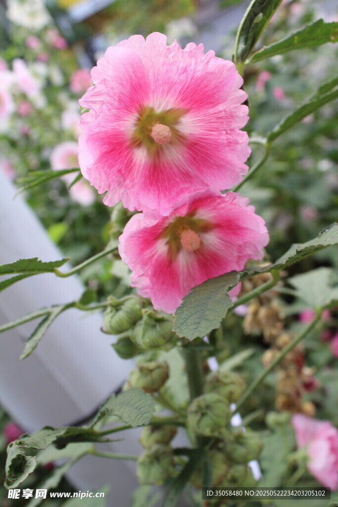 芙蓉葵 