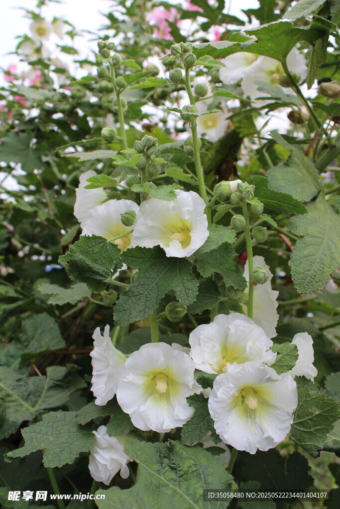 芙蓉葵 