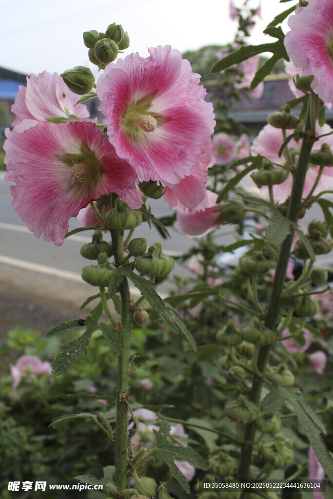 芙蓉葵  