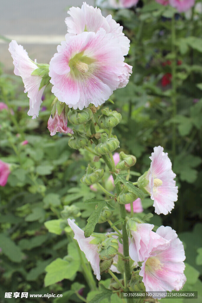 芙蓉葵 