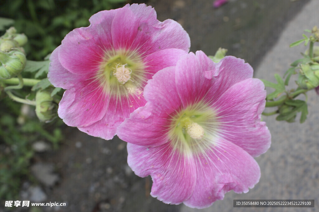 芙蓉葵 